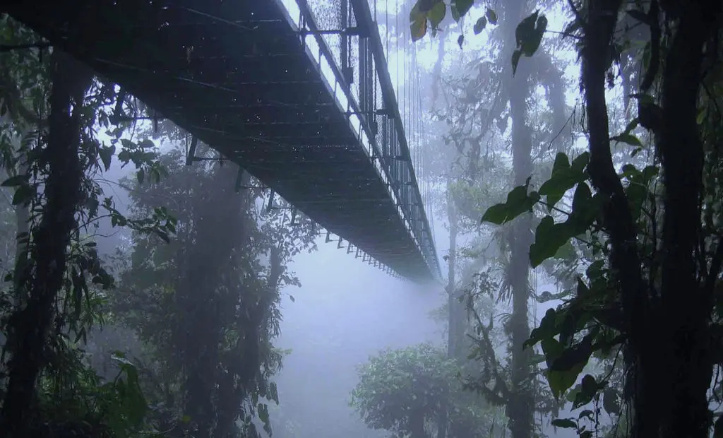 Ponte sospeso nella nebbia attraversa la giungla
